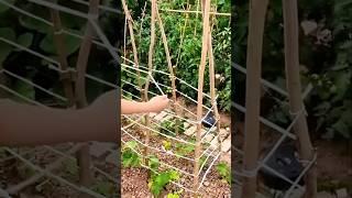 Homemade tomato climbing trellis, small tricks and big gains! 