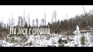 Охота на лося с собаками.Hunting for an elk with dogs.