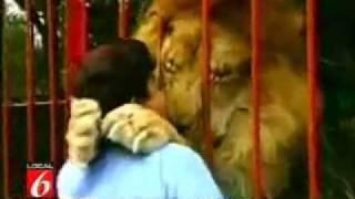 Lion kisses rescuer令人驚訝的獅子