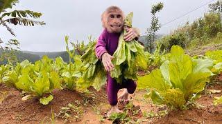 So smartMonkey Max obediently picked vegetables help dad on stormy day.