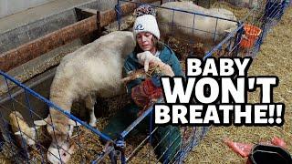 Some 4am DRAMA with these MAMA'S.  ~ a chaotic morning of lambing... VLOGMAS 2024 (3)