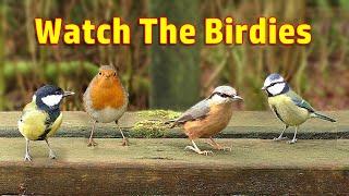 Cat Games - Watch The Birdies