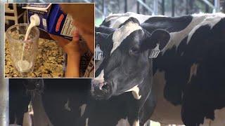 Got milk intolerance? Florida dairy raises cows to only produce A2 milk