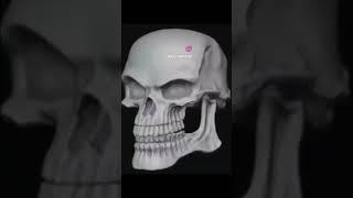 #Skull #Meme #Viral