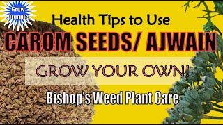 Health Tips to Use Carom Seeds | Growing Requirements for Ajwain | Ajwain Health Benefits