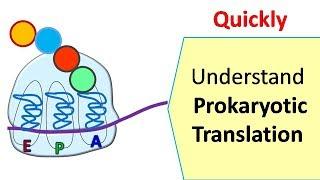 Translation in prokaryotes | Protein synthesis in prokaryotes