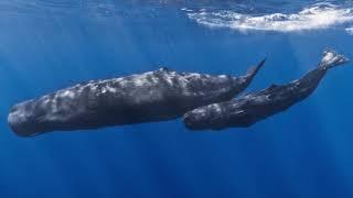 Whale Sounds [1 HOUR]