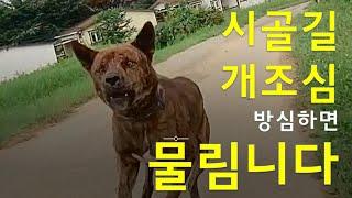 시골개 개조심