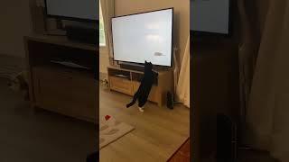 Black cat gets ludicrous catching mouse on TV! (#00029)