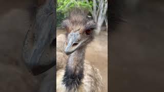 Foodfight with a bunch of Ostrich - Urlaubslust24 in Danger!!