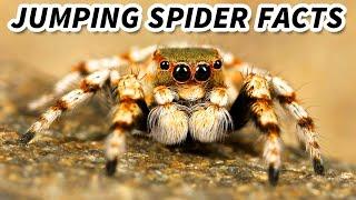 Jumping Spider Facts: the CUTEST Spiders ️ Animal Fact Files
