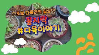 군산유튜버의 #다육이야기 #꼼지락 #초보다육이 리치아이비채널입니다