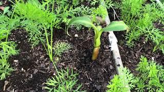 Our southern Ohio garden