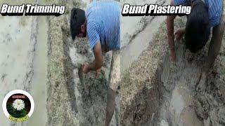 How to do Bund trimming and Bund Plastering in paddy fields?.what are the benefits in bund trimming?