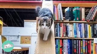 Cat Born In Bookstore Becomes The Best Manager | Cuddle Buddies