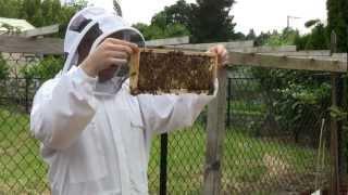 Bee Vlog #37 - June 2, 2012 - Part 2: Inspecting brood nest