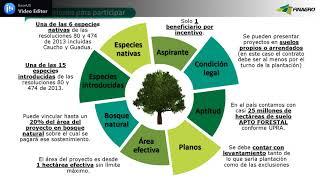 Qué es el Certificado de Incentivo Forestal (CIF)