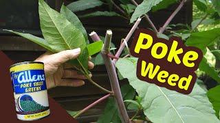 Pokeweed - One of my favorite wild greens of summer -Top 3!