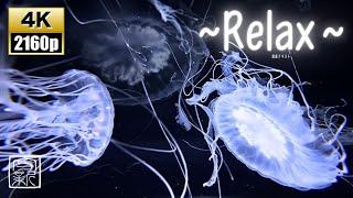 12 HOUR JELLYFISH SLEEP MUSIC  RELAXING OCEAN SOUNDS 4K UHD