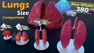 Lungs Size Comparison : Animals | Birds | insects | Extinct | Monster | Fictional