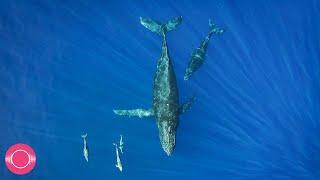 Relaxing Whales & Dolphins Underwater | 10 Hours of Submerged Calm Background Ambience, Sleep, Study