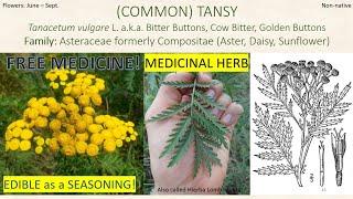 TANSY - Wild Plants - Edible (Seasoning) & Medicinal - Eastern United States [Foraging Fridays]