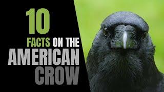 10 Fun Facts About the American Crow