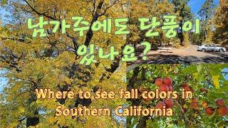 남가주에도 단풍이 있나요? 가을맞이 최고 단풍 명소를 찾아서 5 Top Places to See Fall Colors in Southern California