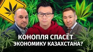 Конопля и налоги: как пополнить казну через легализацию? Казахстан теряет миллиарды