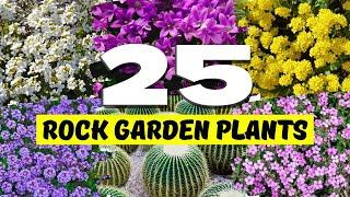  ROCK GARDEN PLANTS! Top 25 BEST Plants for STUNNING Rock Gardens! 