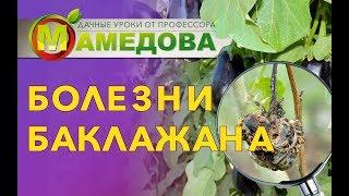 Болезни и вредители БАКЛАЖАНА