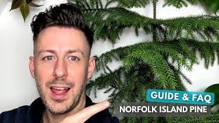 Norfolk Island Pine Care Guide and Growing Tips