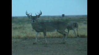 Bowhunting Trophy TX Whitetail With Bob Fromme