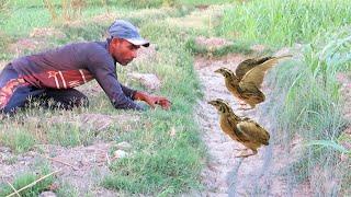 Effective quail hunting techniques || Smart hunting moments || Raptors Today