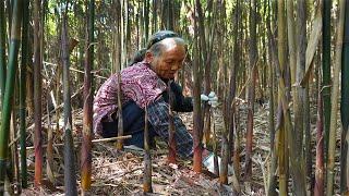 山上沒人要的小竹筍，2小時掰一麻袋，做筍乾能吃1年｜Grandma picks wild bamboo shoots to make traditional Chinese food｜玉林阿婆 美食