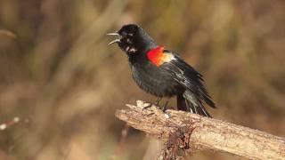 Red-winged Blackbird