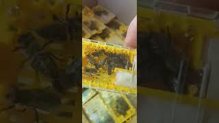 Плодные матки Карника, отправляем. Купить маток Карника #bee #beekeeper