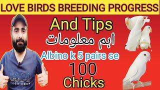 Albino lovebirds k 5 pairs se liye 100 bachay | love birds Breeding Tips | Mudasir shiekh