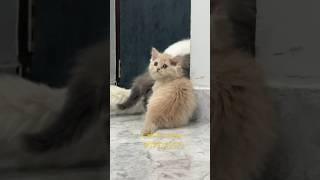 Cute kittens looking for new home #cat #shorts #youtubeshorts #persiancatslovers #jaipur