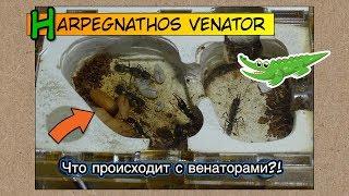 Что происходит с венаторами? ● Harpegnathos venator