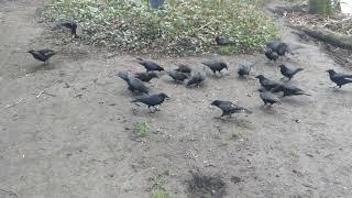 Suddenly Crows