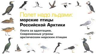 Плата за адаптацию. Современные угрозы арктическим морским птицам