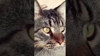 #кот #котики