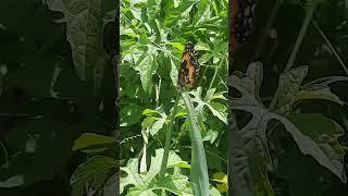 BORBOLETA LARANJA