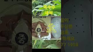 옥수수 새싹 효능