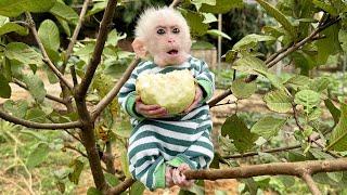 Lala hides from Bibi to harvest guavas to enjoy!