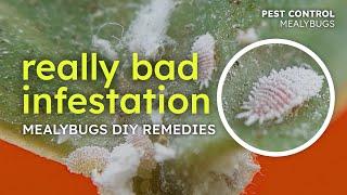 Massive Pest Infestation - How to Get Rid of Mealybugs at Home