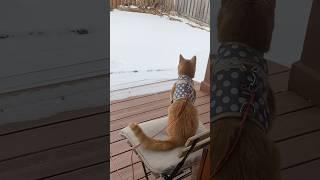 Cat: I’ll Sit In My Chair And Be Right Back In #shorts #cat #cats