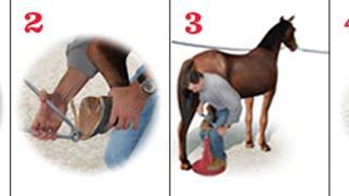 Zuljanah Horse Trimming and Shoeing by Imtiaz Shah - Part 1