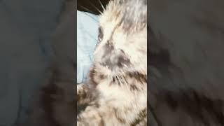 skibidi meow